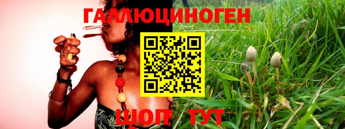 Сафоново  Псилоцибиновые грибы прущие грибы  Вход с VPN  Псилоцибиновые грибы Psilocybine cubensis 